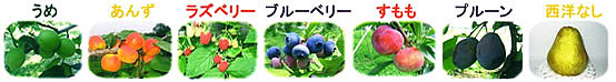 山口果樹園の旬彩果実