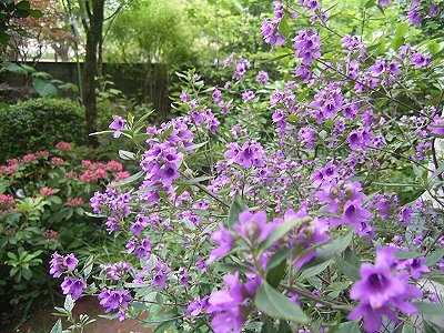 ドレミの庭ー花アルバムーミントブッシュ