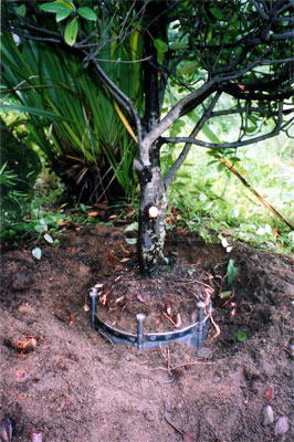 庭木の移植が 簡単に出来る用具 ラクウエツール